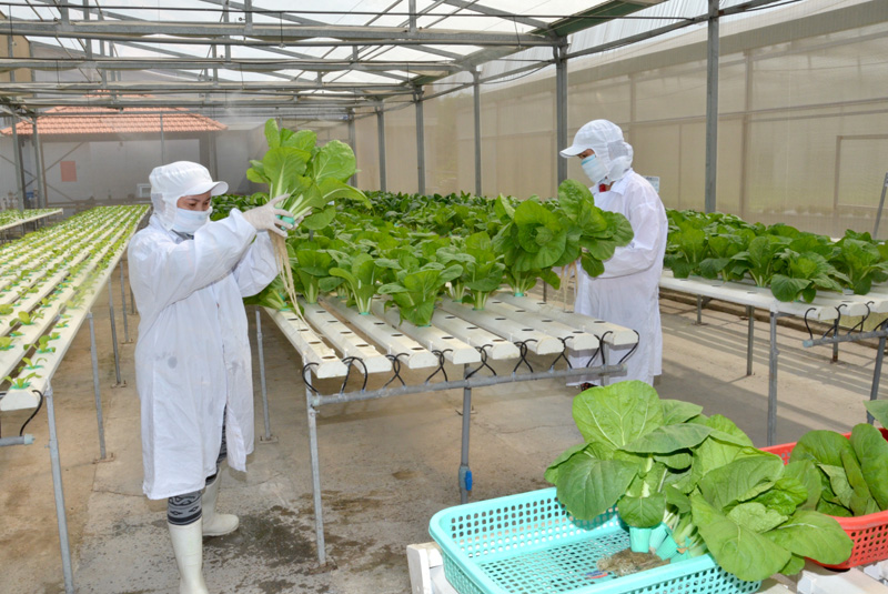 Đà Nẵng cho vay tới 10 tỷ đồngdự án trồng rau sạch công nghệ cao